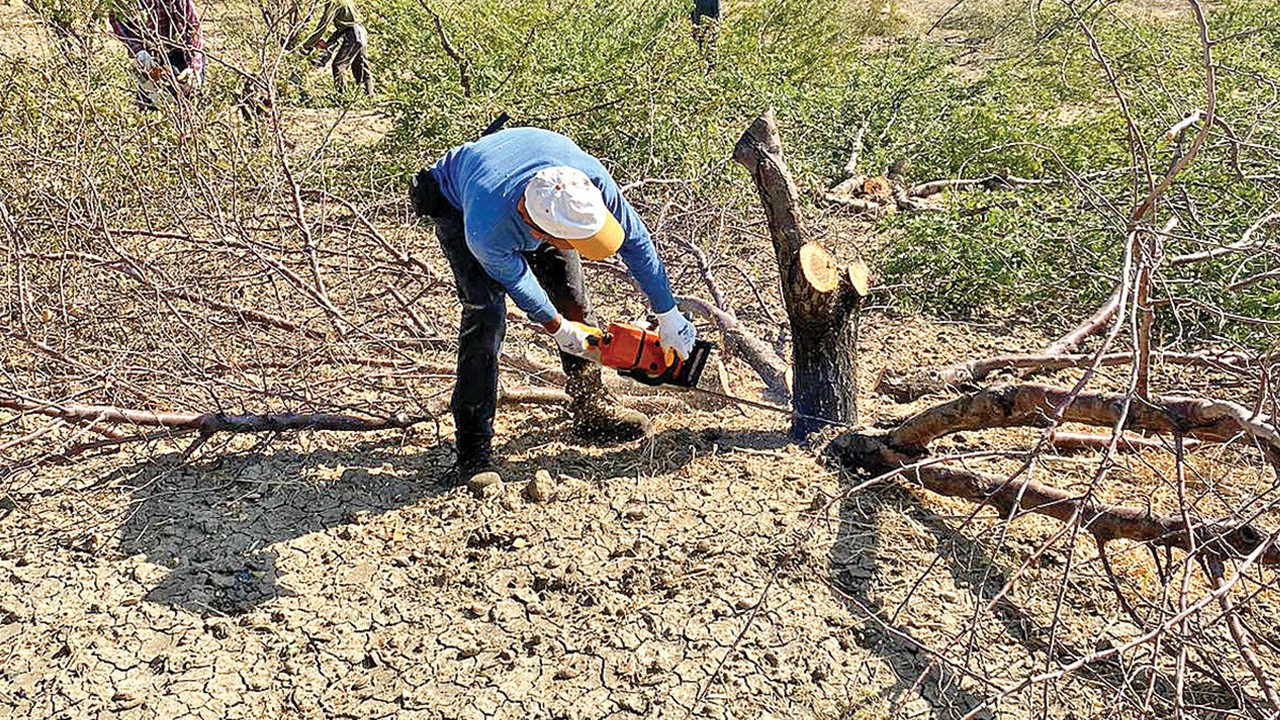 Bahçelerde sökümler hızlandı: Badem ağaçlarını kesecek oduncu bulunamıyor Bahçelerde sökümler hızlandı: Badem ağaçlarını kesecek oduncu bulunamıyor