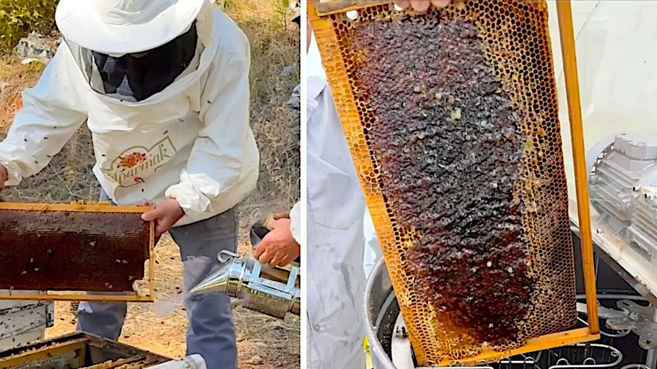 Arının kanadından soframıza çam balının izinde Arının kanadından soframıza çam balının izinde