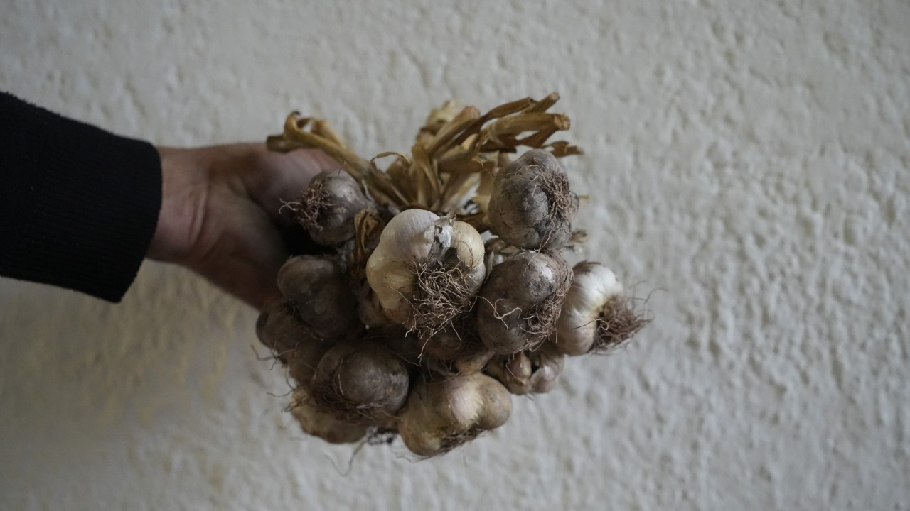 Gümüşhane'de ata tohumu siyah sarımsağa tescil süreci başladı