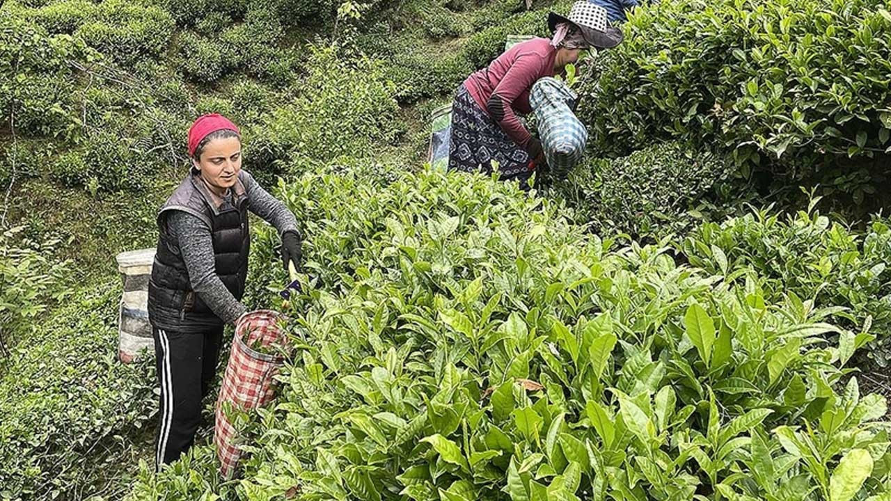 ÇAYKUR’da rekor hedef: 800 bin ton yaş çay alacak