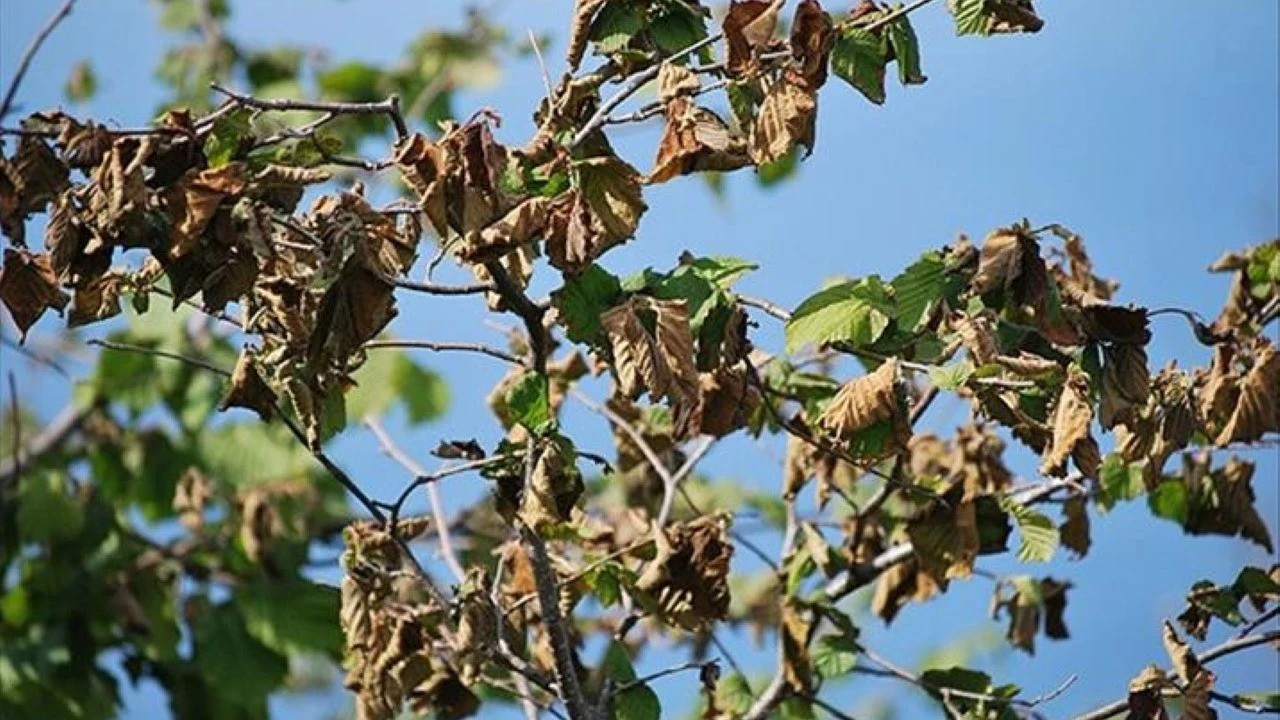 Zirai dondan zarar gören çiftçilere 55 milyon 137 lira ödendi