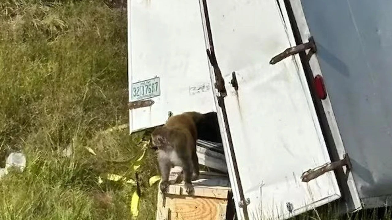 Maymunlar kaçtı, virüs paniği başladı