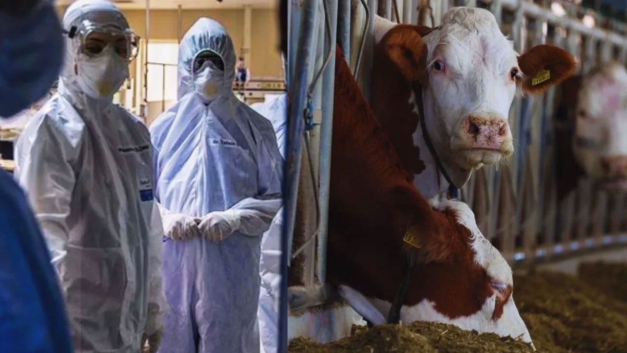 Önce Ankara şimdi Bolu! Bulaşıcı hastalık hızla yayılıyor, tedavisi de yok!