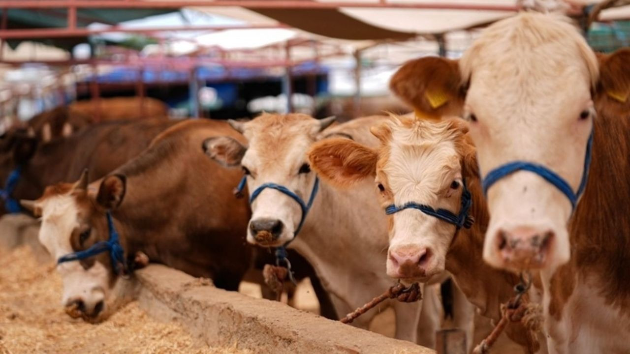 TÜSEDAD’dan sübvansiyonlu kredilerdeki değişikliğe tepki: Çiftçiler mağdur olmuştur
