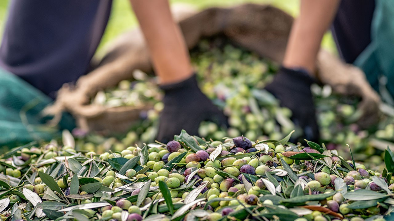 Sofralık zeytin ihracatında tarihî rekor