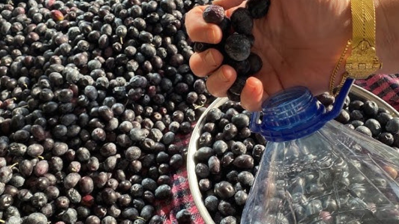 2025 zeytin ve zeytinyağı rekolte tahmini açıklandı