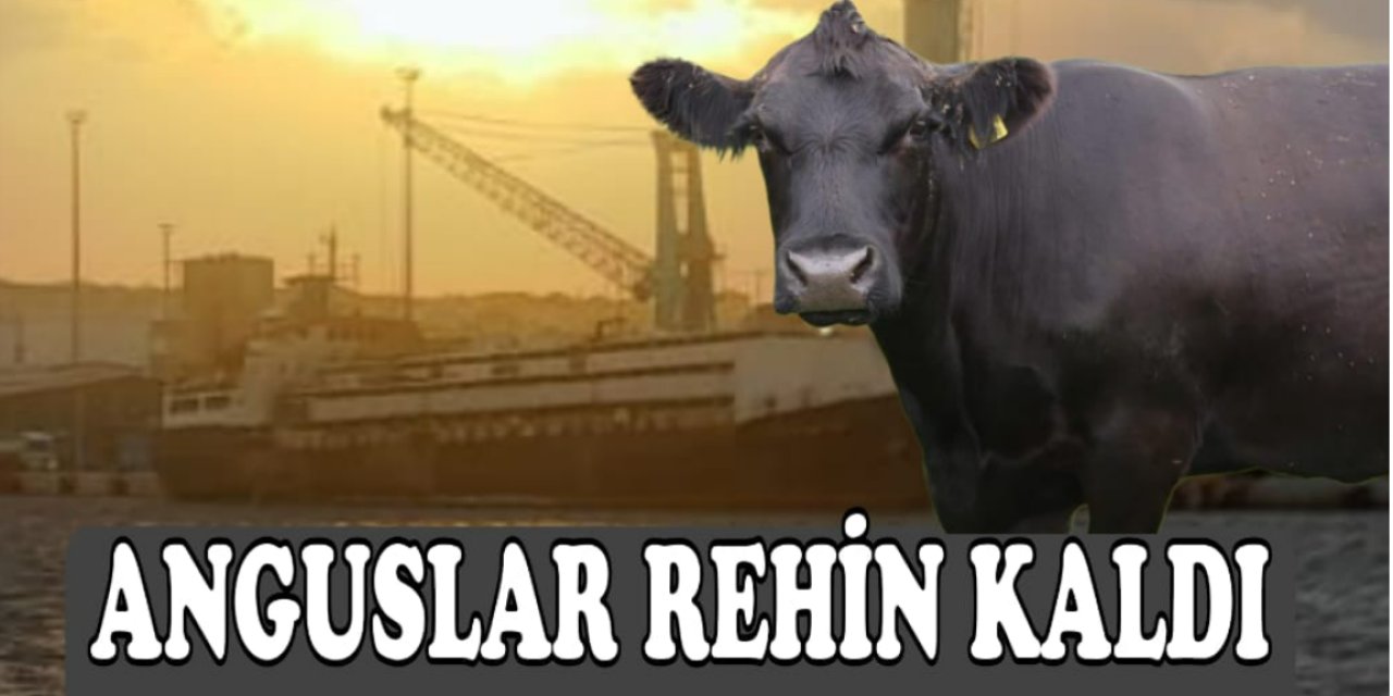 Bandırma Limanı’nda İthalat Sorunu: 2000 Angus Hayvanı