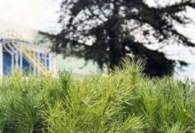 Borçelik, 700 Bini Aşkın Fidanı Doğaya Kazandırdı