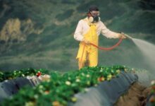 Greenpeace Türkiye, Pestisit Analizlerinin Açıklanmasını