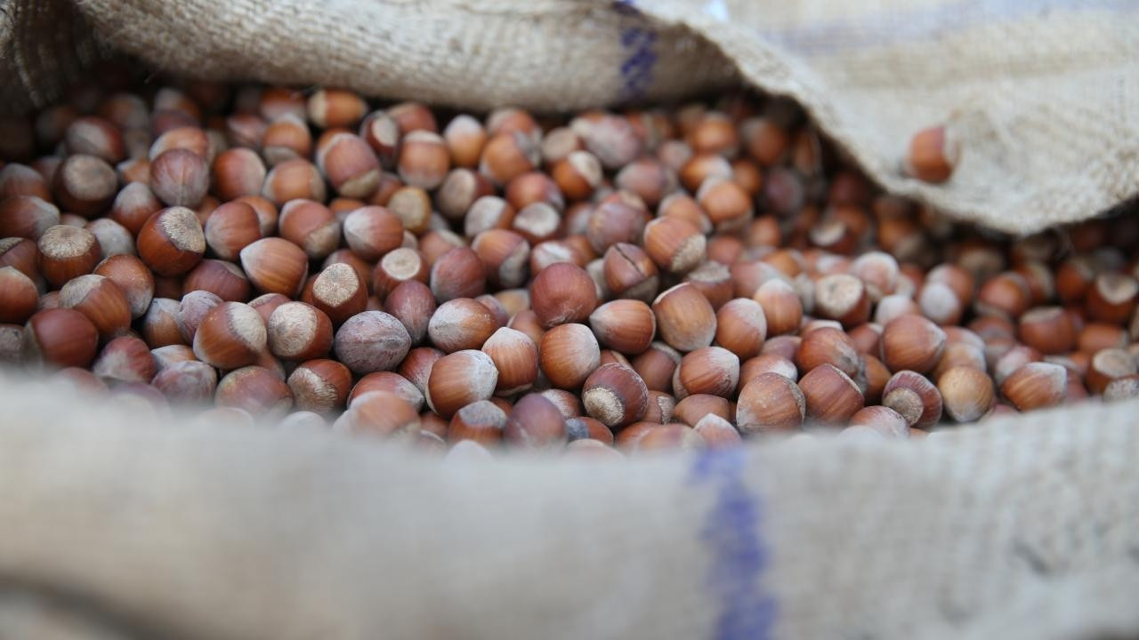 Ferrero, 30 Bin Ton Kabuklu Fındık Alımını Taahhüt Etti