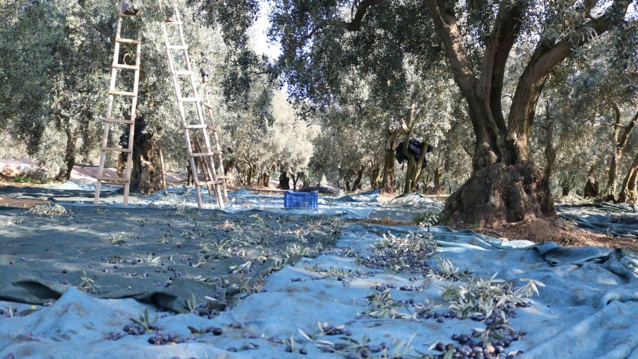 Marmarabirlik, 2025-2026 Zeytin Alım Fiyatlarını Açıkladı Marmarabirlik, 2025-2026 Zeytin Alım Fiyatlarını Açıkladı